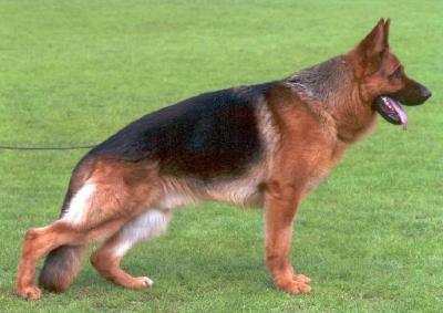 Berger Allemand