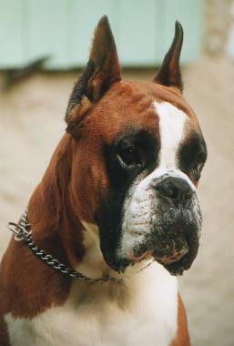 Boxer