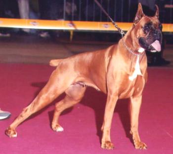 Boxer