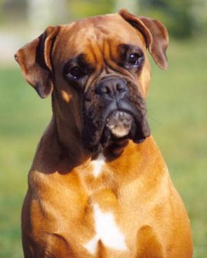 Boxer